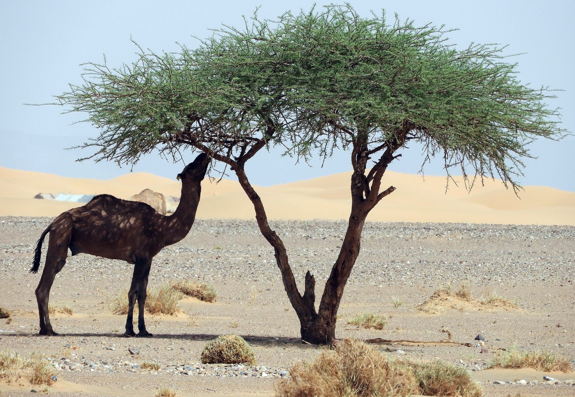 Hotel Luxury Sahara Dream Camp Merzouga Esterno foto